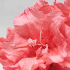 BABOR SKINOVAGE Moisturizing Serum 30 Ml -Babor 12102299 3