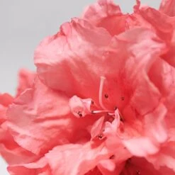 BABOR SKINOVAGE Moisturizing Foam Mask 75 Ml 7 BABOR SKINOVAGE Moisturizing Foam Mask 75 Ml -Babor 12102302 2