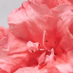 BABOR SKINOVAGE Complex C Cream 50 Ml 5 BABOR SKINOVAGE Complex C Cream 50 Ml -Babor 12102318 3