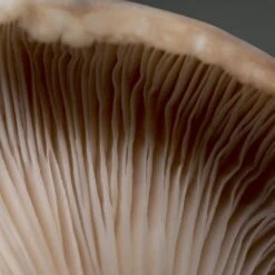 BABOR Doctor Babor Stress Defense Mushroom Cream 50 Ml -Babor 12118852 5