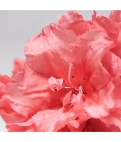 BABOR Skinovage Moisturizing + Lipid Cream Gesichtscreme -Babor babor skinovage moisturizing lipid cream gesichtscreme 50 ml 4015165359395 visual